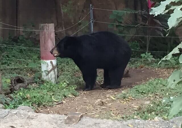 Zoológico Tamatán celebra 75 aniversario