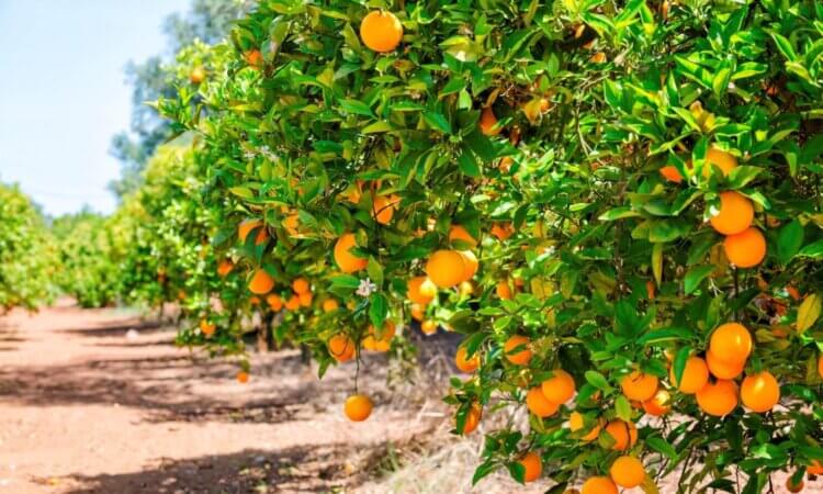 Huertas citrícolas de Tamaulipas ya registran la enfermedad del “Dragón Amarillo”