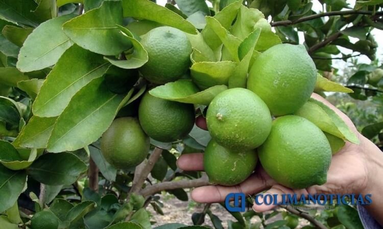 Hasta un 30% bajara la producción del limón Italiano en Tamaulipas