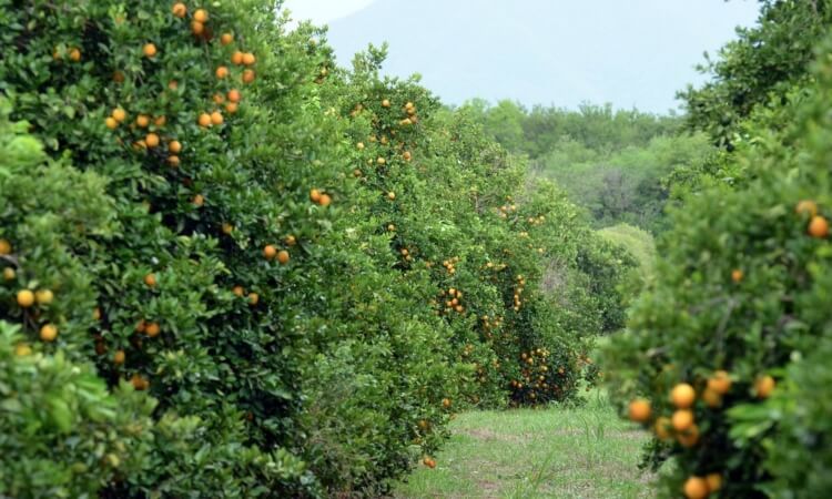 Ayudan a citricultores afectados por la sequía en Tamaulipas