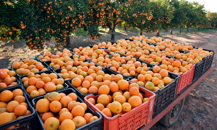 Sequia baja producción de naranja en la zona citrícola de Tamaulipas