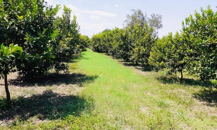 Aumenta siembra de limón italiano en zona citrícola de Tamaulipas