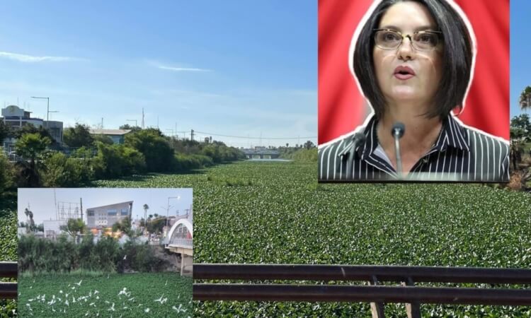 POR FIN, DIPUTADA ATENDERÁ PROBLEMA DEL LIRIO ACUÁTICO EN EL CANAL ANZALDUAS