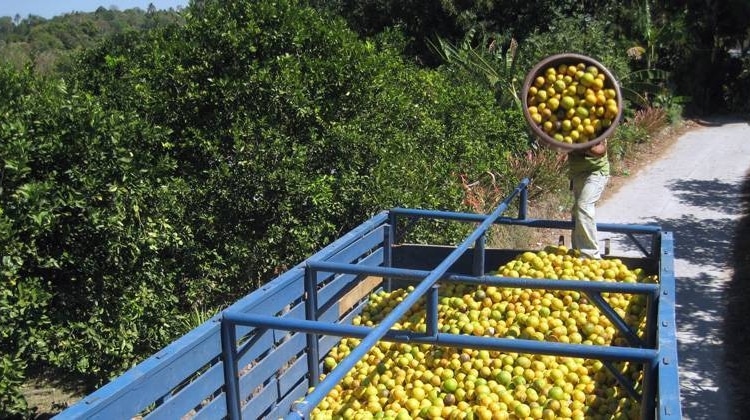 Productores citrícolas programan combate eficaz contra diversas plagas