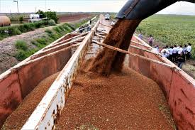 Mercado internacional mantiene precio de la tonelada de sorgo a 7 mil 200 pesos