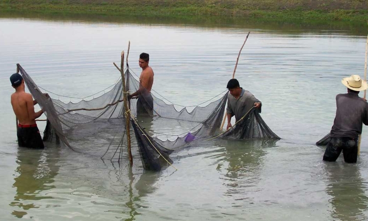 Mejora economía de pescadores al concluir veda de especies