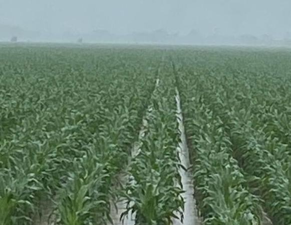 Lluvias salvan producción de granos en la zona norte