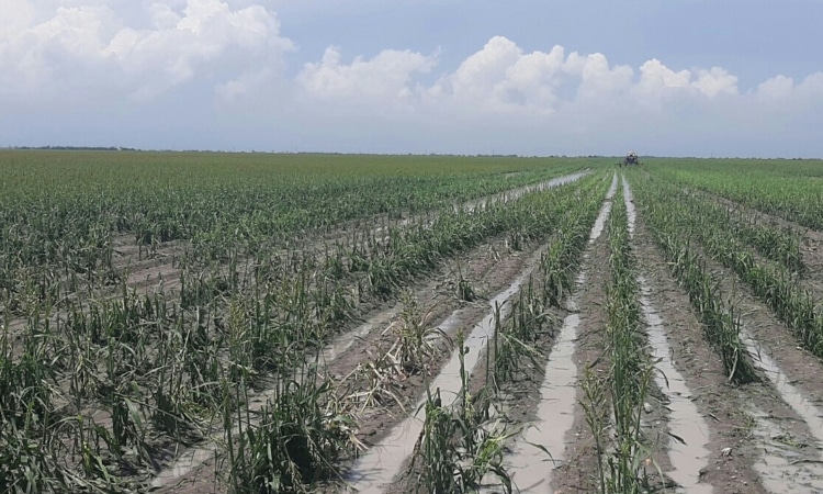 Nueva caída de granizo remata siembras de granos en zona norte de la entidad.