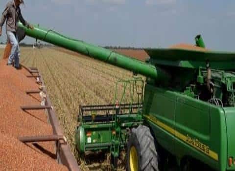 Productores esperan un precio justo a la tonelada del sorgo