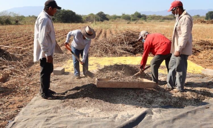 Analizan la fertilidad de suelos agrícolas de Tamaulipas