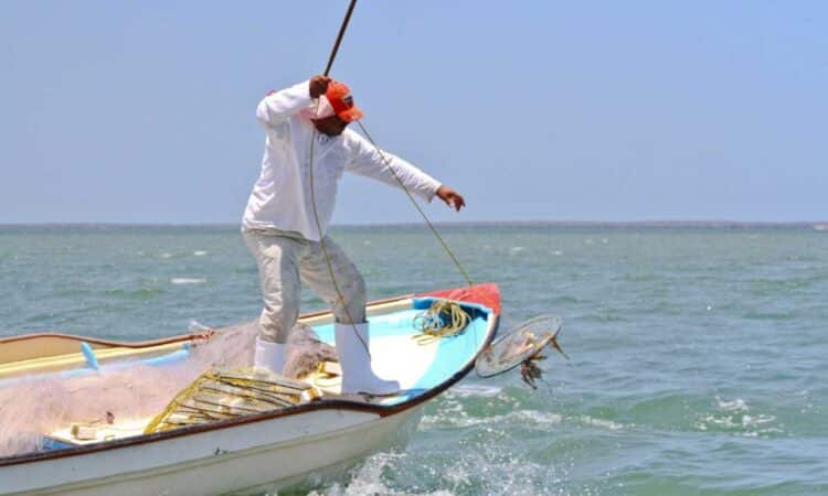 Disminuye producción pesquera en Tamaulipas pese a liderazgo en camarón