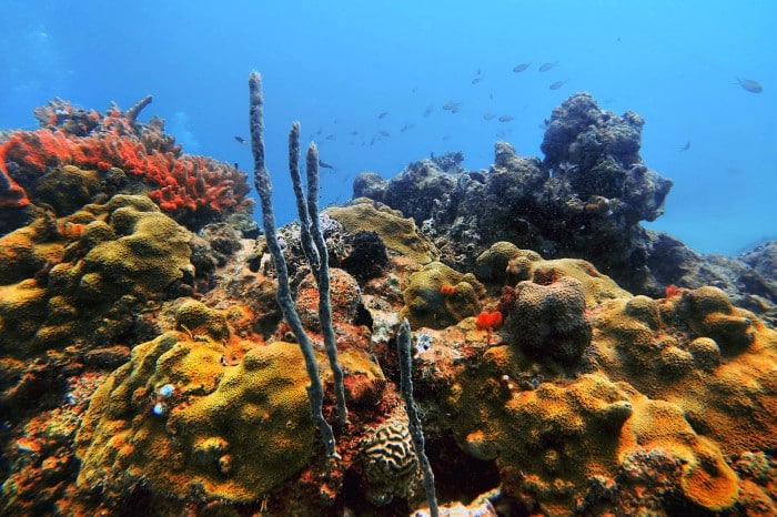 Impulsan proyecto de arrecifes artificiales para fortalecer la pesca sustentable en Tamaulipas – Nota Tamaulipas