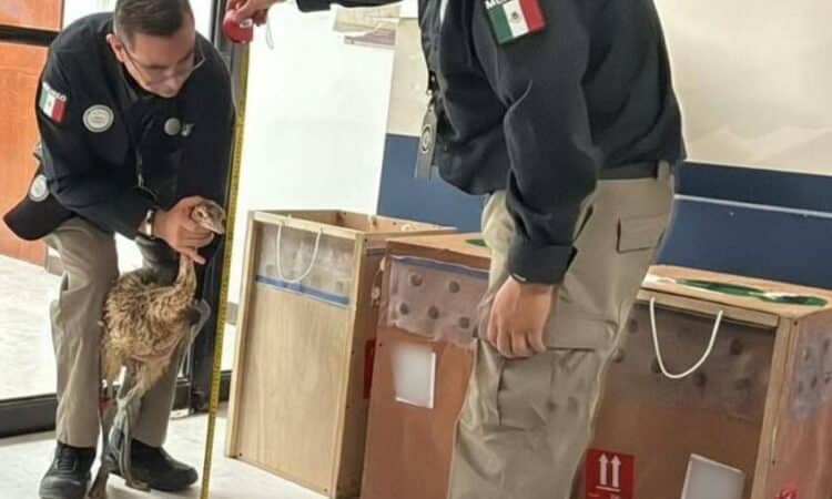 «Guardia Nacional Asegura Tres Avestruces en Aeropuerto de Reynosa: Un Compromiso con la Protección de la Vida Silvestre»