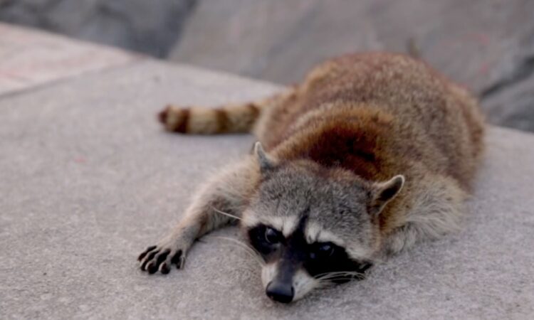 Piden proteger a fauna silvestre en las principales ciudades de Tamaulipas