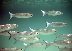 Arranca veda de lisa en Tamaulipas