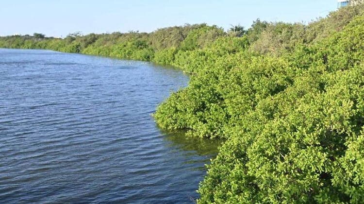 Exhibe Tamaulipas vasta red de humedales en medio de amenazas crecientes