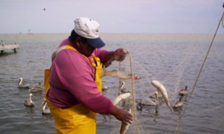 Finaliza la veda de captura de lisa y liseta en Tamaulipas*