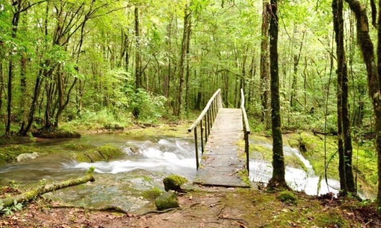 Vigilan ciudadanos la mayor reserva ecológica de Tamaulipas