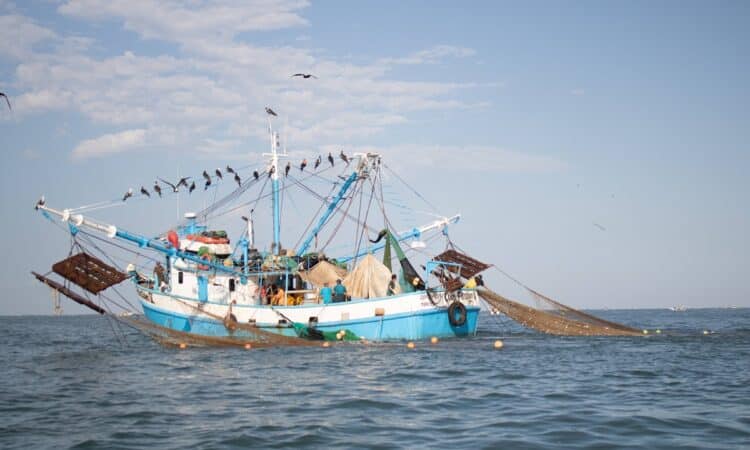 Impulsan pesca responsable para salvar tortugas marinas en Tamaulipas