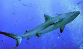 Termina la veda de tiburón y pescadores retoman la actividad en el Golfo