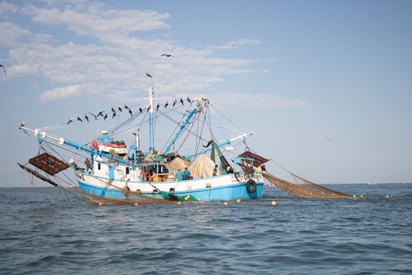 Cruza Tamaulipas pesca de camarón con veda de robalo